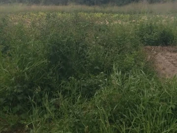Agricultural Plot For Sale In Ruwa